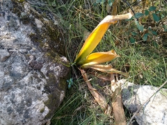 Pancratium illyricum