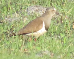 Vanellus melanopterus minor