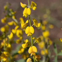 Crotalaria dissitiflora