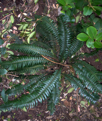 Blechnum durum