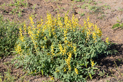 Crotalaria dissitiflora