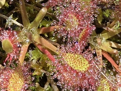 Drosera anglica