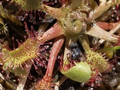 Drosera anglica