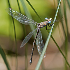 Archilestes californicus