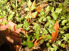 Tauschia kelloggii