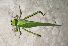Stilpnochlora incisa