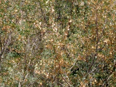 Acer monspessulanum