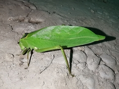 Stilpnochlora incisa