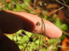 Tauschia kelloggii