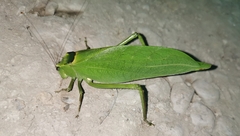 Stilpnochlora incisa