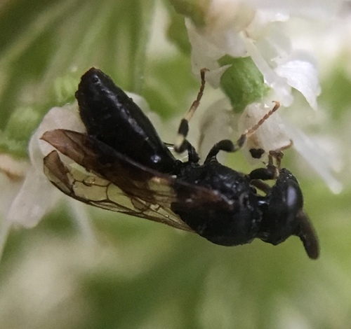 Photo of Common Masked Bee (Hylaeus communis)