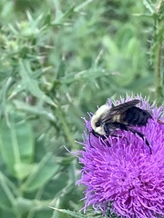Bombus griseocollis