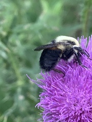 Bombus griseocollis