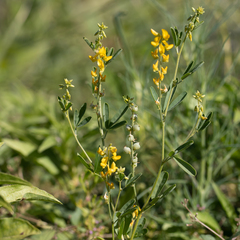 Crotalaria medicaginea