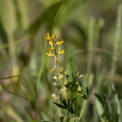 Crotalaria medicaginea