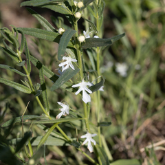 Teucrium integrifolium