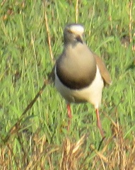 Vanellus melanopterus minor