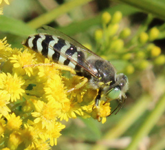 Bembix americana comata