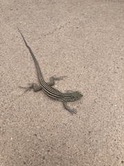 Aspidoscelis neomexicanus