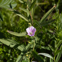 Polymeria longifolia
