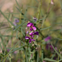 Swainsona campylantha