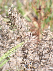 Hedeoma hispida