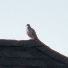 Zenaida macroura carolinensis