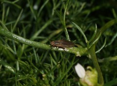 Pherbellia cinerella