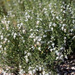 Teucrium integrifolium