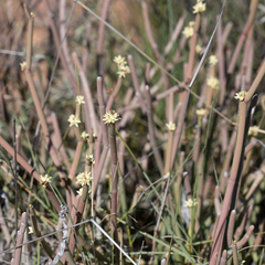 Cynanchum brevipedicellatum