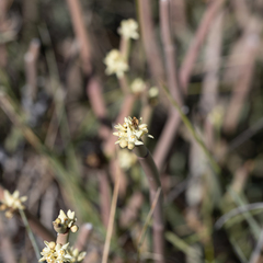 Cynanchum brevipedicellatum