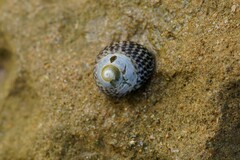 Chlorodiloma adelaidae