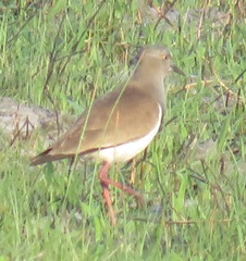 Vanellus melanopterus minor