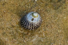 Chlorodiloma adelaidae