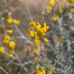 Crotalaria eremaea