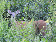 Odocoileus virginianus