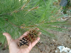 Pinus nigra laricio