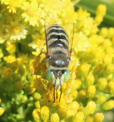 Bembix americana comata