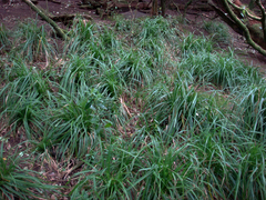 Carex ventosa