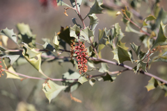 Grevillea wickhamii
