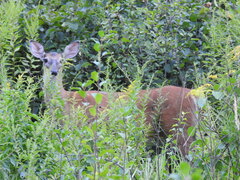 Odocoileus virginianus