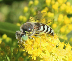 Bembix americana comata