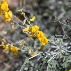 Crotalaria eremaea