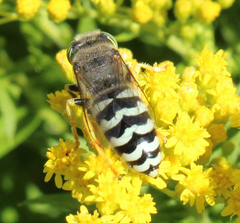 Bembix americana comata