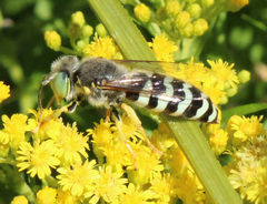 Bembix americana comata