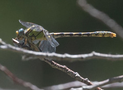 Ophiogomphus morrisoni