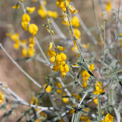 Crotalaria eremaea