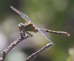 Ophiogomphus morrisoni