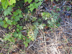 Ligusticum apiifolium