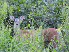 Odocoileus virginianus